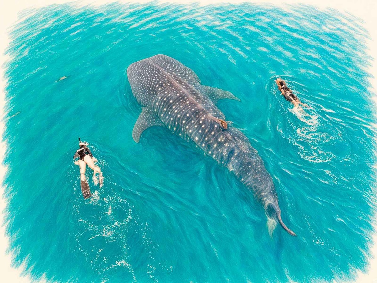 Tiburón ballena nadando en agua turquesa con tres snorkelers cerca en el Mar de Cortés